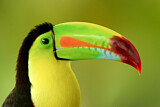Image. Fischertukan
