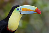 Image. Fischertukan