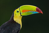 Image. Fischertukan
