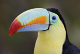 Image. Fischertukan
