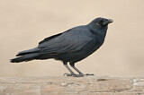 Image. Fish Crow