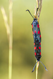 Image. Five-spot burnet moth