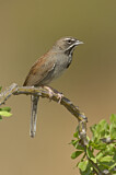 Image. Five-striped Sparrow