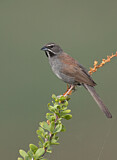 Image. Five-striped Sparrow