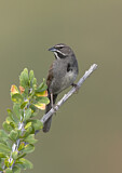 Image. Five-striped Sparrow