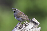 Image. Five-striped Sparrow