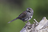 Image. Five-striped Sparrow