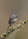 Image. Five-striped Sparrow
