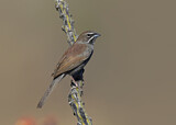 Image. Five-striped Sparrow