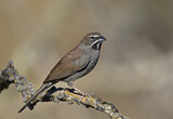 Image. Five-striped Sparrow