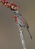 Image. Five-striped Sparrow