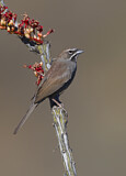 Image. Five-striped Sparrow