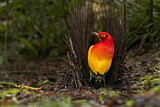 Image. Flame Bowerbird