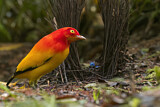 Image. Flame Bowerbird