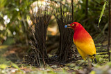 Image. Flame Bowerbird