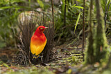 Image. Flame Bowerbird
