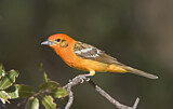 Image. Flame-colored Tanager 
