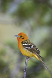 Image. Flame-colored Tanager 
