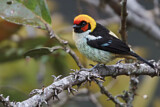 Image. Flame-faced Tanager