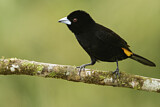 Image. Flame-rumped Tanager