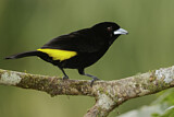 Image. Flame-rumped Tanager