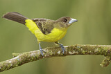 Image. Flame-rumped Tanager
