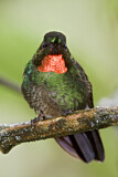 Image. Flame-throated Sunangel