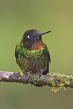 Image. Flame-throated Sunangel