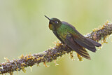 Image. Flame-throated Sunangel