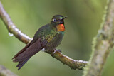 Image. Flame-throated Sunangel