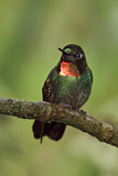 Image. Flame-throated Sunangel