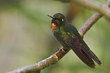 Image. Flame-throated Sunangel
