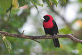 Image. Flammentangare