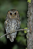 Image. Flammulated Owl