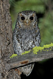 Image. Flammulated Owl