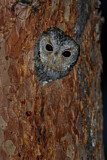 Image. Flammulated Owl