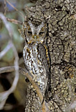 Image. Flammulated Owl