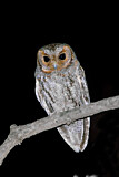 Image. Flammulated Owl