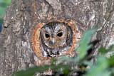 Image. Flammulated Owl