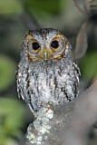 Image. Flammulated Owl