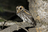 Image. Flammulated Owl