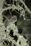 Image. Flammulated Owl