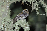 Image. Flammulated Owl