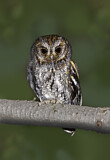 Image. Flammulated Owl