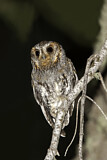 Image. Flammulated Owl
