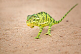 Image. Flap-necked Chameleon