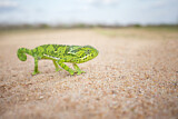 Image. Flap-necked Chameleon