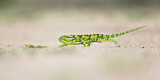 Image. Flap-necked Chameleon