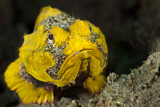 Image. Flasher Scorpionfish