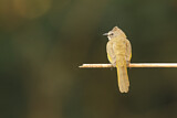 Image. Flavescent Bulbul
